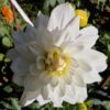 Daisy Adair