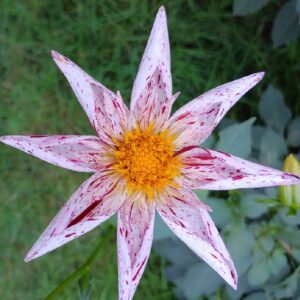 Tasia Dahlia