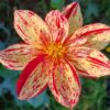 Tiger Lily Dahia