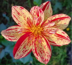 Tiger Lily Dahia