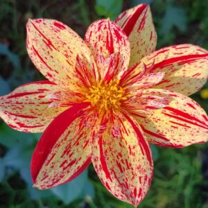 Tiger Lily Dahia