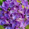 Moptop Hydrangea