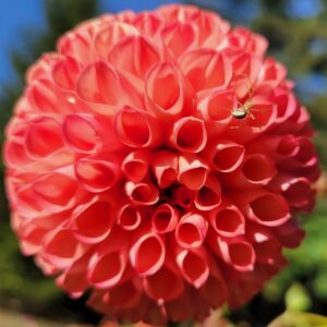 NJ129-Smoked Tangerine