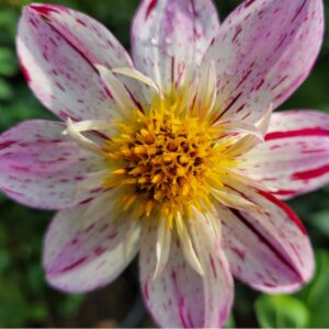 NJ201-My Friend Charles